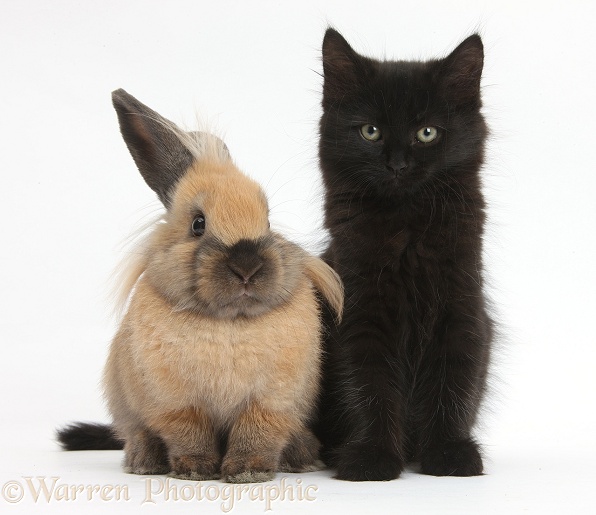 Fluffy black kitten, 9 weeks old, and young rabbit, white background