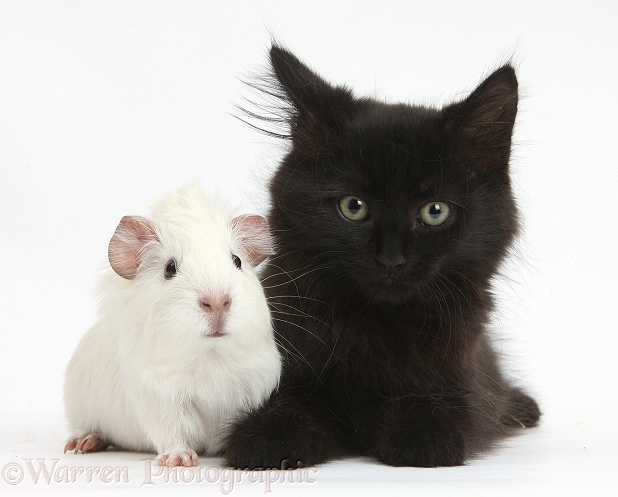 Fluffy black kitten, 9 weeks old, and white baby Guinea pig, white background
