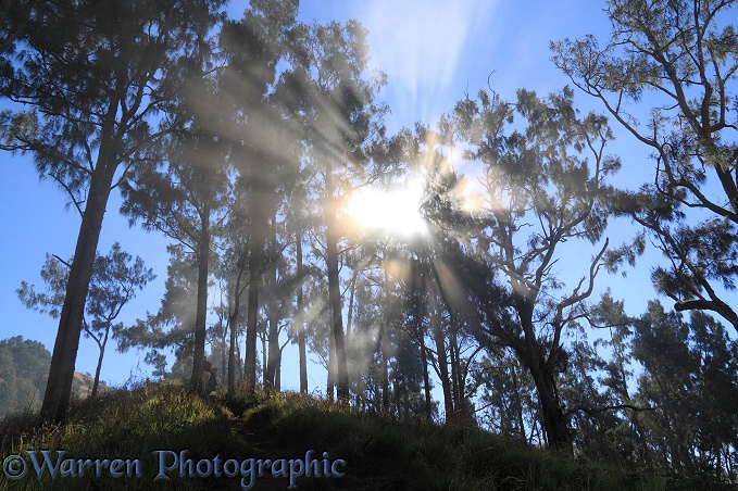 Sunbeams in clouds and trees at Rinjani.  Lombok, Indonesia