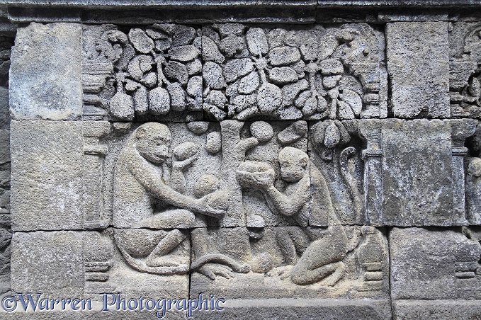 Monkeys with food detail at Borobudur Mahayana Buddhist monument.  Magelang, Java, Indonesia