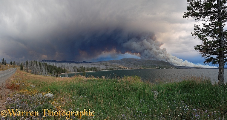 Lake and forest fire panorama.  Yellowstone, USA