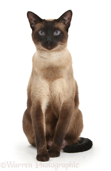 Seal point Siamese-cross cat, Chico, sitting, white background