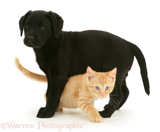 Young ginger cat, Sparkle, peeping from under black Labrador pup, white background
