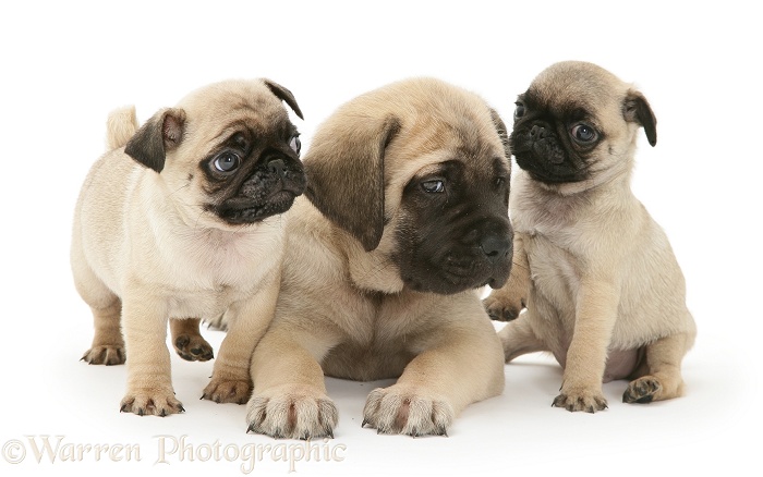 Fawn Pug pups with fawn English Mastiff pup, white background