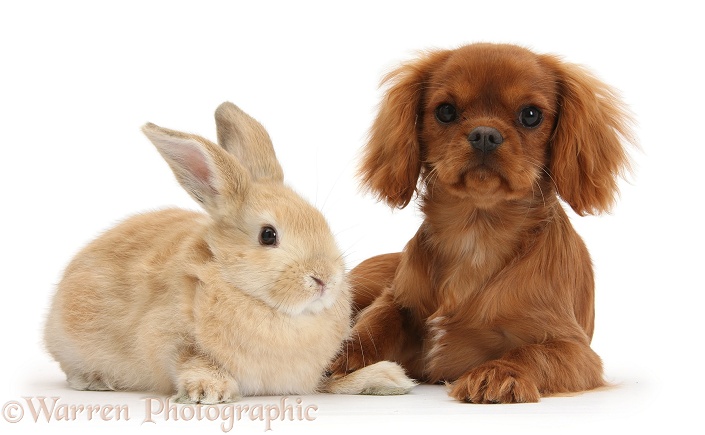 Ruby Cavalier King Charles Spaniel pup, Flame, 12 weeks old, and young Sandy rabbit, white background