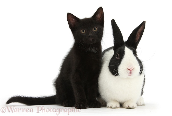 Black male kitten, Buxie, 8 weeks old, and black-and-white Dutch rabbit, white background