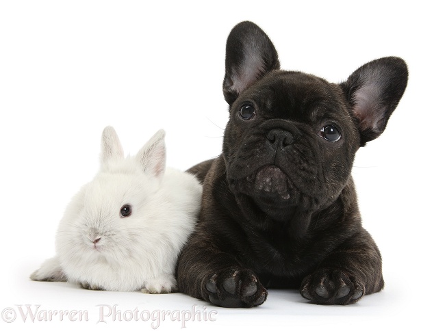 Dark brindle French Bulldog pup, Bacchus, 9 weeks old, with white baby rabbit, white background
