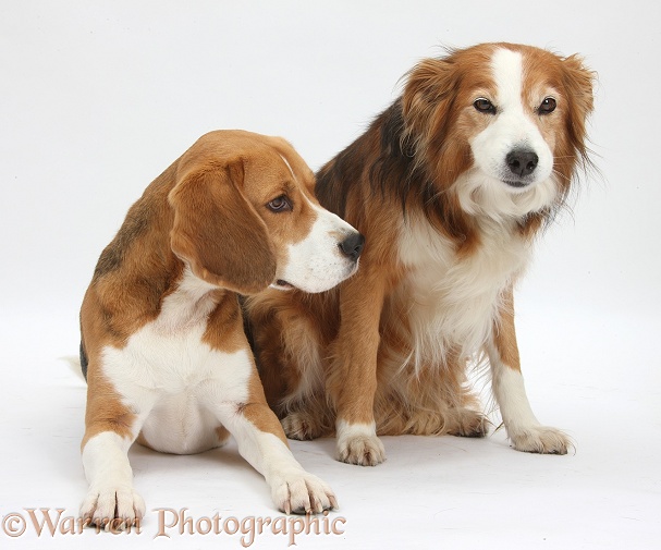 Beagle dog, Bruce, with Sable Border Collie bitch, Lollipop, white background