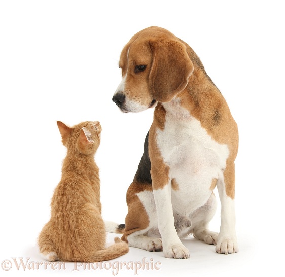 Beagle dog, Bruce, with ginger kitten, Tom, white background