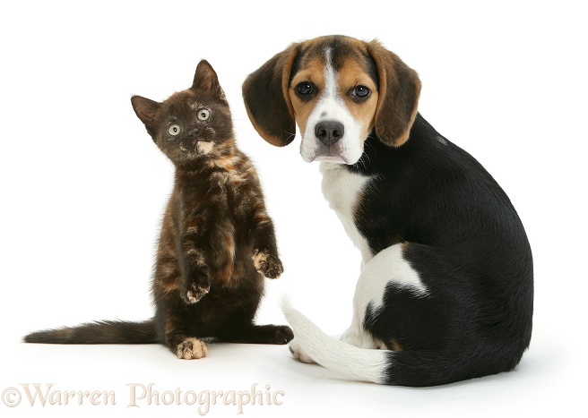 Beagle pup, Florrie, and playful chocolate-tortoiseshell kitten, white background