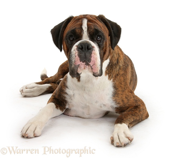 Boxer bitch lying head up, white background
