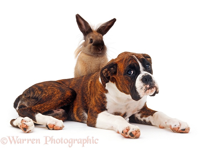 Mahogany brindle Boxer pup Connie, 4 months old, lying down, with young Loinhead-cross rabbit looking over, white background