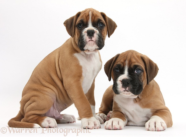 Two Boxer puppies, white background