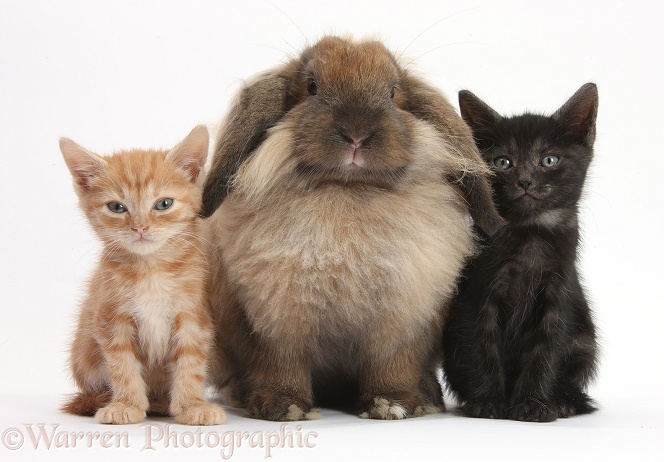 Ginger kitten, black kitten and comical Lionhead-Lop rabbit, white background