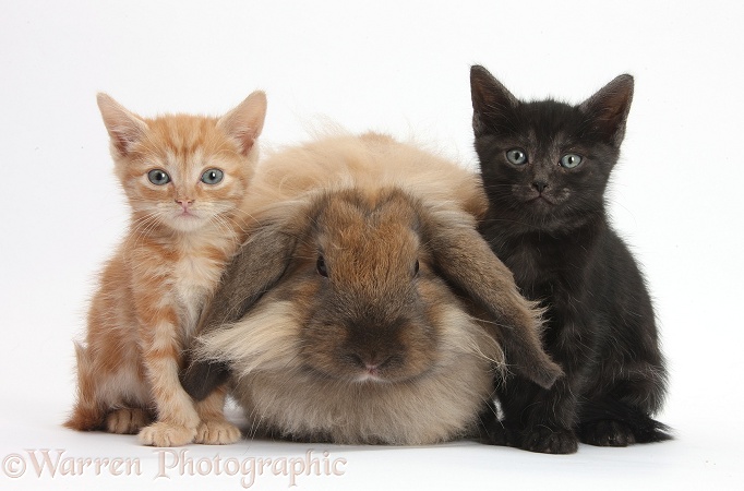 Ginger kitten, black kitten and comical Lionhead-Lop rabbit, white background