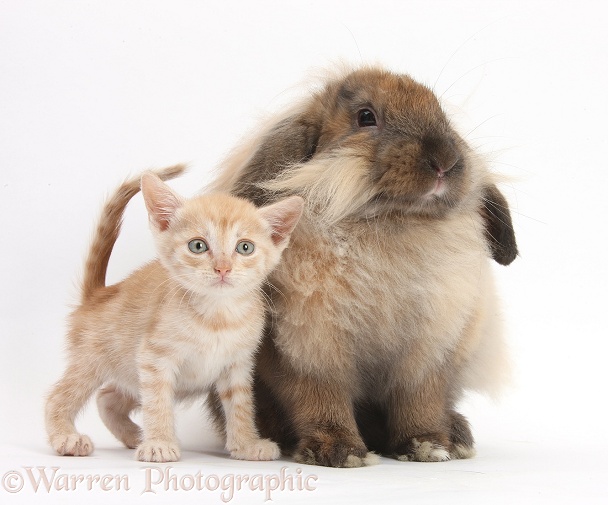 Ginger kitten and comical Lionhead-Lop rabbit, white background