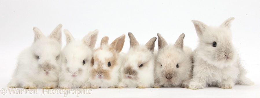 Six baby Lionhead x Lop bunnies in a row, white background