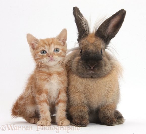Ginger kitten and Lionhead-cross rabbit, white background