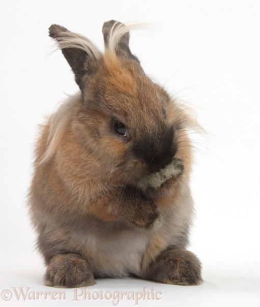 Lionhead-cross rabbit holding up a paw as if to say 'Oops, pardon me!', white background