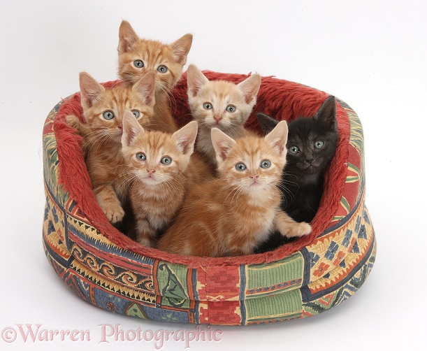 One black and five ginger kittens in a soft cat bed, white background