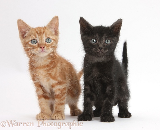 Ginger kitten and black kitten, 5 weeks old, standing, white background