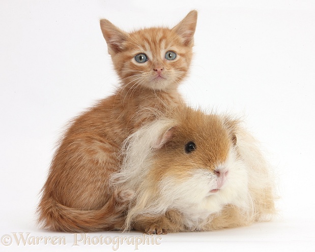 Ginger kitten, 5 weeks old, with shaggy Guinea pig, white background