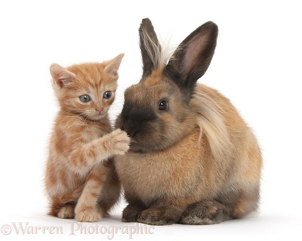Ginger kitten and Lionhead-cross rabbit - "Pardon you!", white background