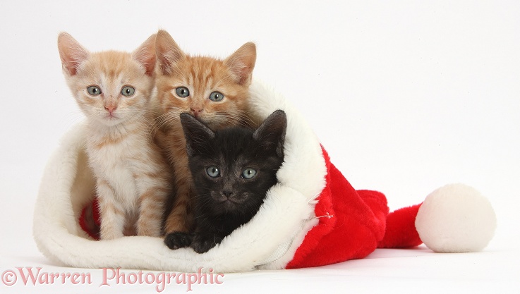 One black and two ginger kittens, 5 weeks old, in a Father Christmas hat, white background