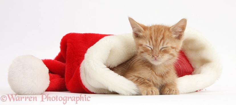 Sleepy ginger kitten, 5 weeks old, in a Father Christmas hat, white background