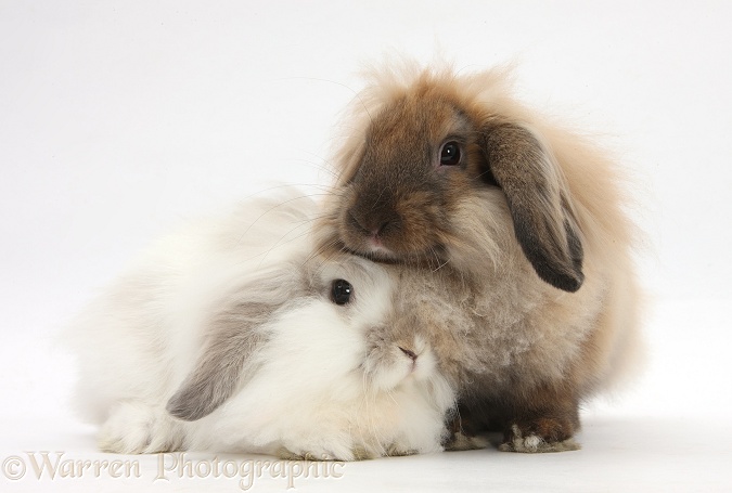 Fluffy Lionhead-Lop rabbits, white background