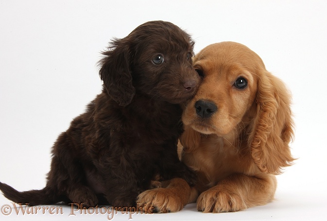 Cute chocolate Daxiedoodle puppy and Golden Cocker Spaniel puppy, Maizy, white background