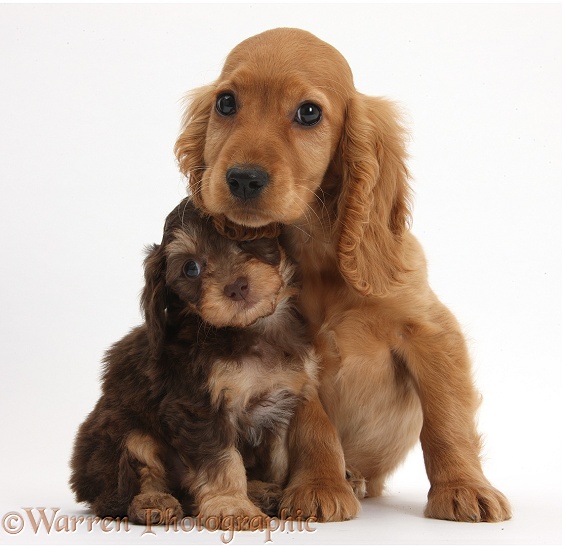 Cute Daxiedoodle puppy and Golden Cocker Spaniel puppy, Maizy, white background