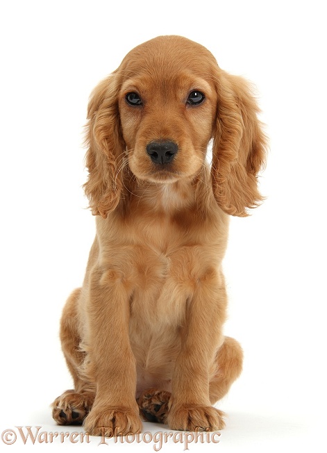 Golden Cocker Spaniel puppy, Maizy, sitting, white background