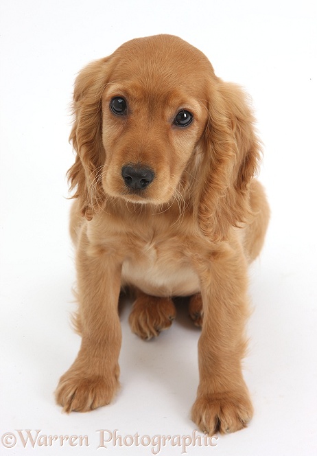 Golden Cocker Spaniel puppy, Maizy, sitting and looking up, white background