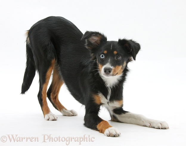 Odd-eyed tricolour Miniature American Shepherd bitch, Miley, 6 months old, in play-bow stance, white background