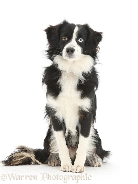 Black-and-white Miniature American Shepherd dog, Mac, 19 months old, sitting, white background