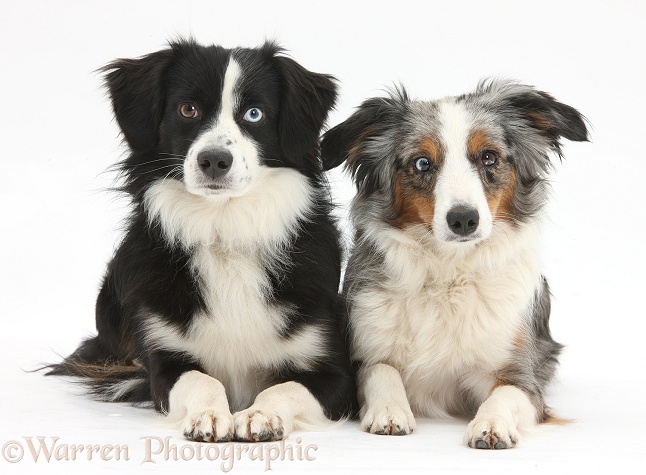 Black-and-white Miniature American Shepherd dog, Mac, 19 months old, and tricolour merle bitch, Yana, 16 months old, white background