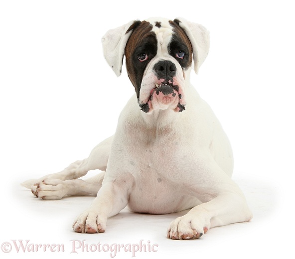 Brown-and-white Boxer dog, Zorro, 2 years old, white background