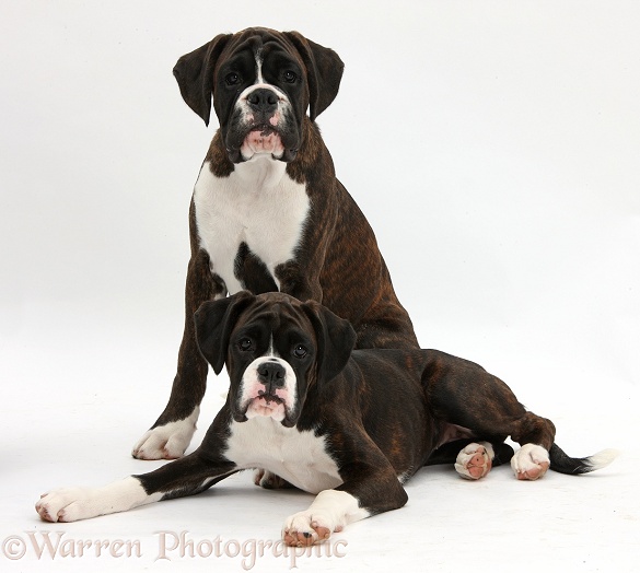 Boxer pups, Bella and Marty, 4 months old, white background