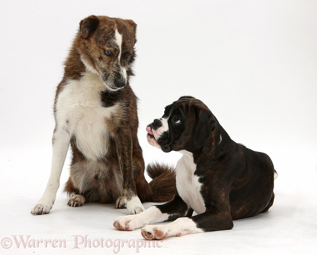 Boxer pup, Bella, 4 months old, looking up at adult mongrel dog, Brec, 5 years old, white background