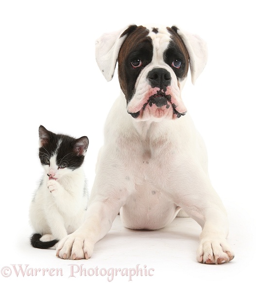 Brown-and-white Boxer dog, Zorro, 2 years old, with black-and-white kitten, 6 weeks old, white background