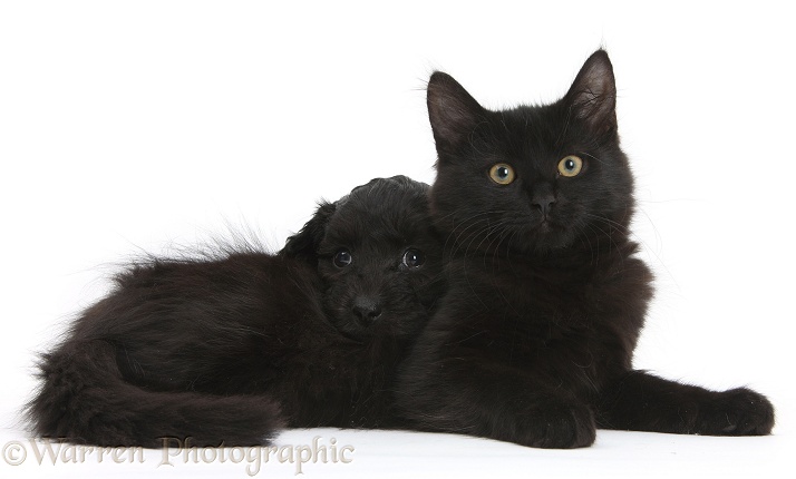 Black Maine Coon kitten and Cute Daxiedoodle puppy, white background