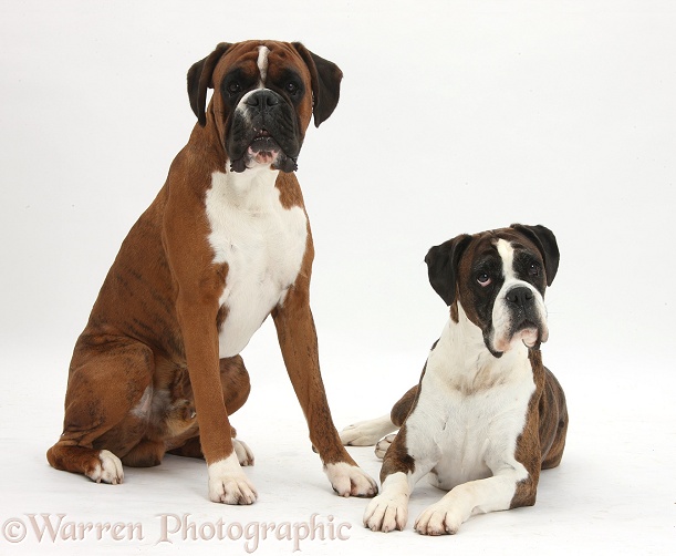 Boxer dog, Quincy, 2 years old, with bitch Carrey, 8 years old, white background
