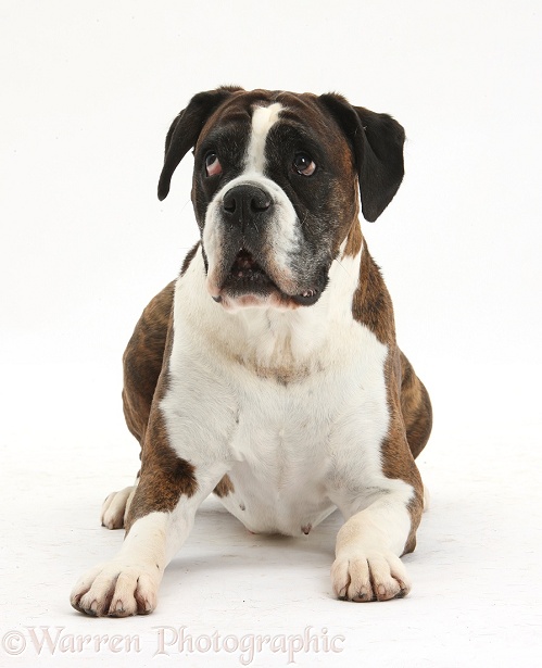 Boxer bitch, Carrey, 8 years old, lying with head up, white background