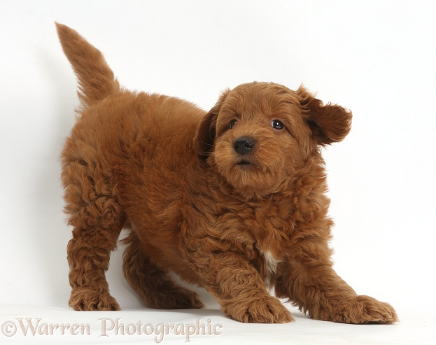 Cute playful red F1b Goldendoodle puppy, white background