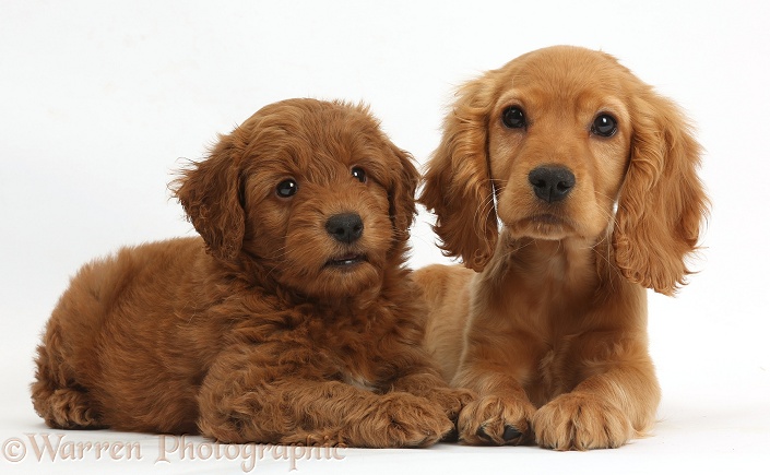 Golden Cocker Spaniel puppy, Maizy, with a red F1b Goldendoodle puppy, white background