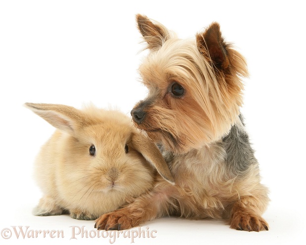 Yorkshire Terrier and baby sandy Lop rabbit, white background