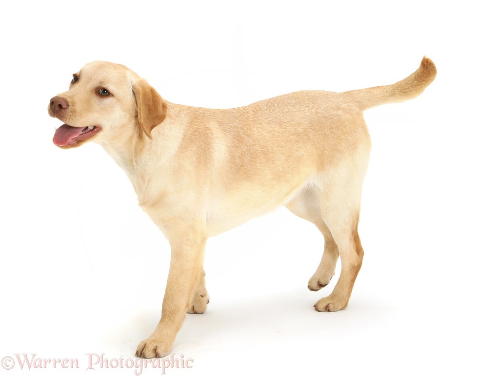 Young yellow Labrador Retriever, Millie, 7 months old, walking across, white background