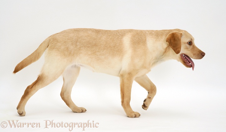 Young yellow Labrador Retriever, Millie, 7 months old, walking across, white background