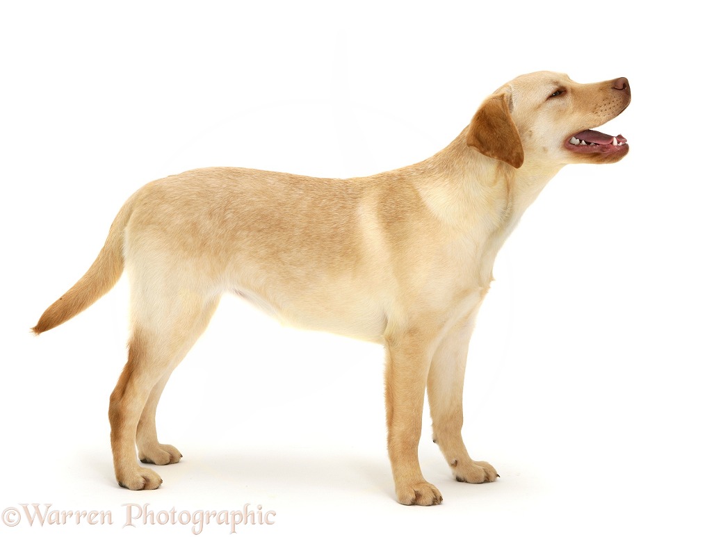 Young yellow Labrador Retriever, Millie, 7 months old, standing, white background